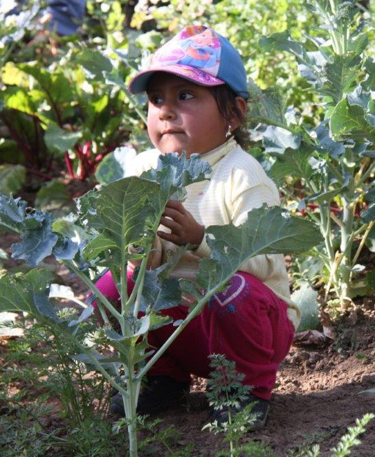 Gemüsegarten in Yamalán